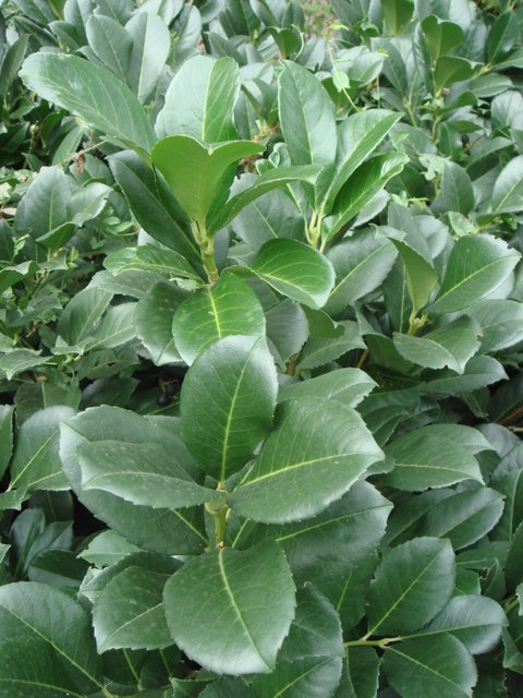 Prunus laurocerasus feuille